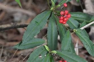 Ardisia hypargyrea